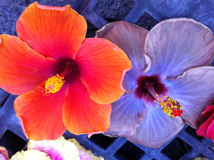 floral image